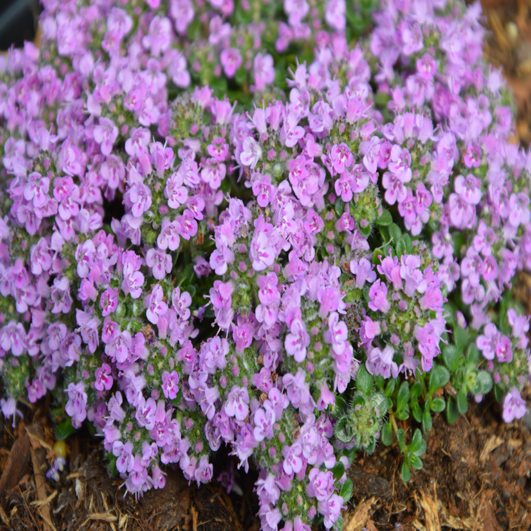 Thymus spp. 'Thymeless Beauty' (VR) (Thyme)