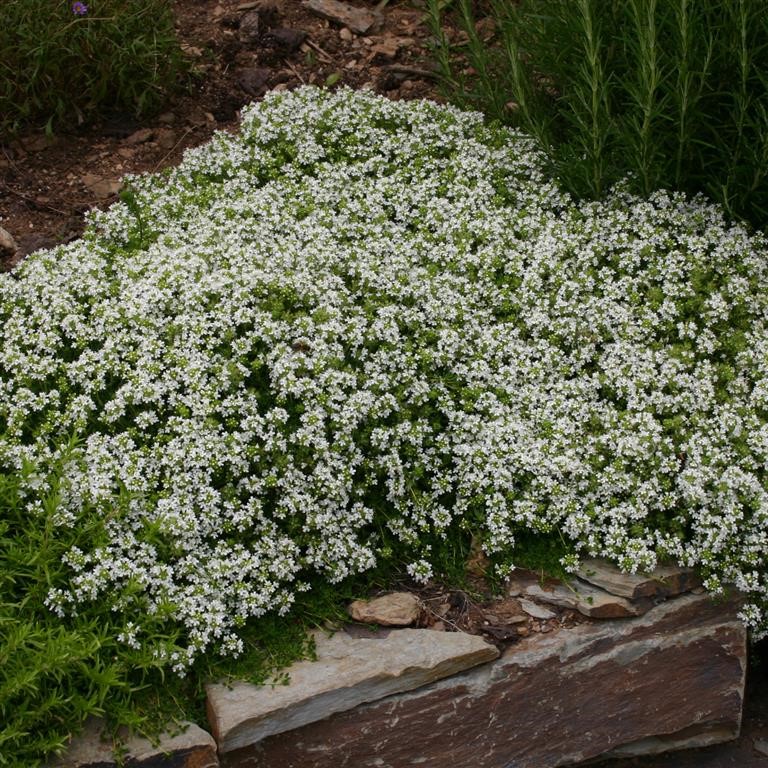 Thymus serpyllum 'White' (Thyme)