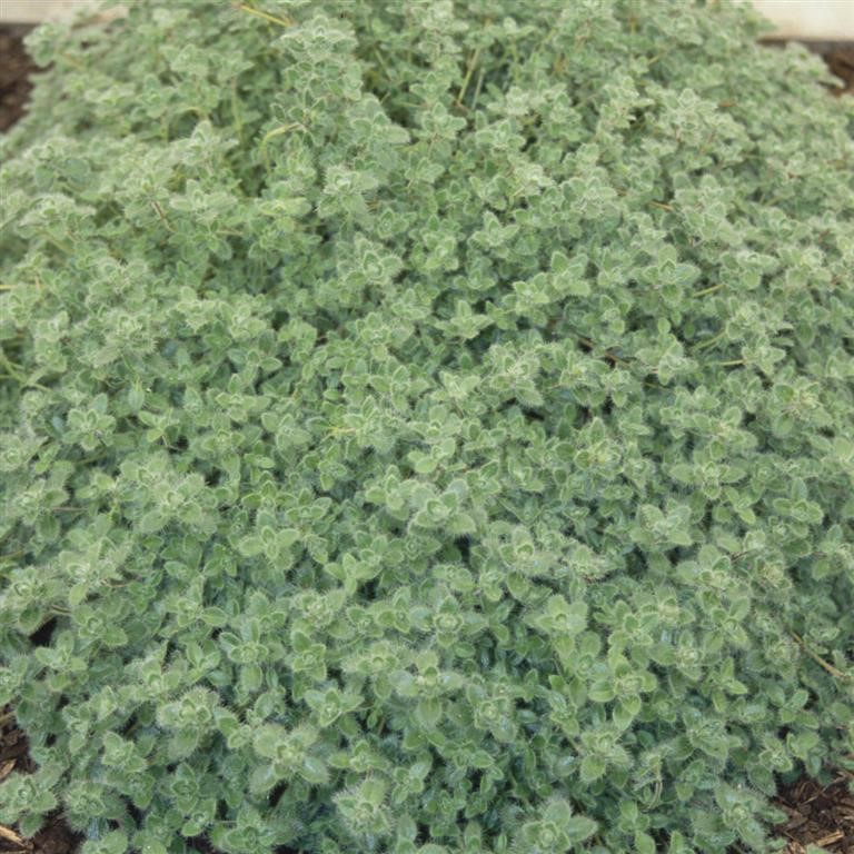 Thymus pseudolanuginosus 'Woolly' (Thyme)