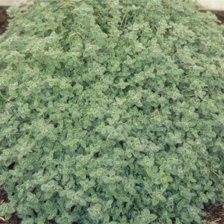 Thyme 'Woolly'