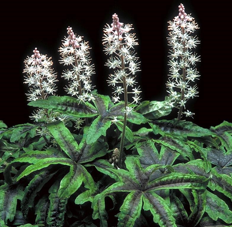 Tiarella 'Iron Butterfly' (P)