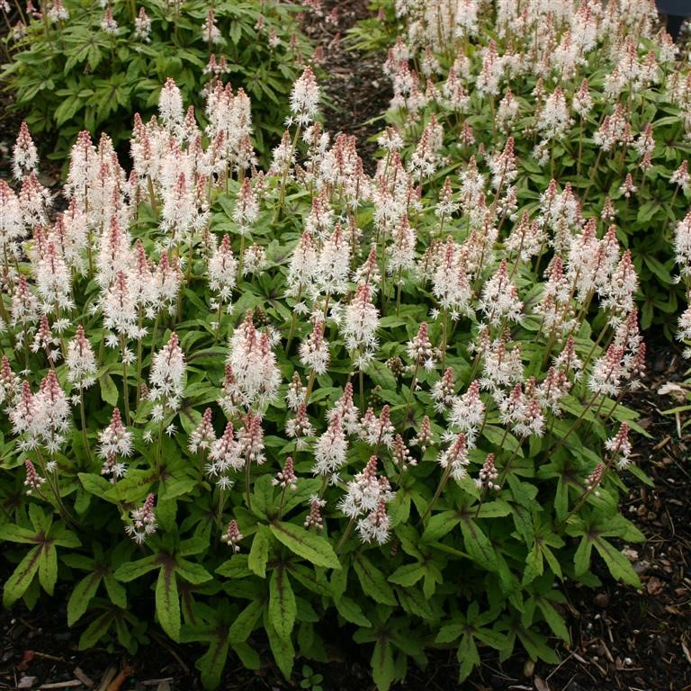 Tiarella 'Spring Symphony' (P)