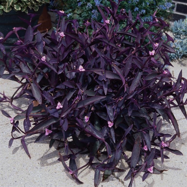 Tradescantia 'Purple Sabre'