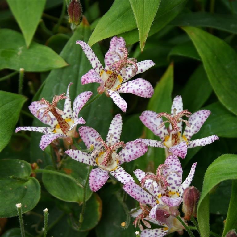 Tricyrtis formosana 'Pink Freckles' (P)