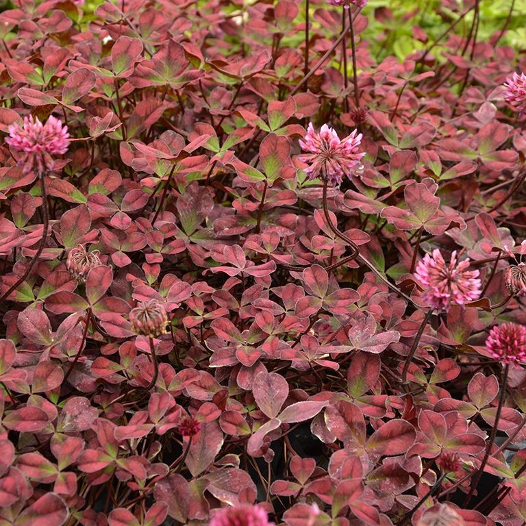 Trifolium Angel Clover 'Beauty' (VR)