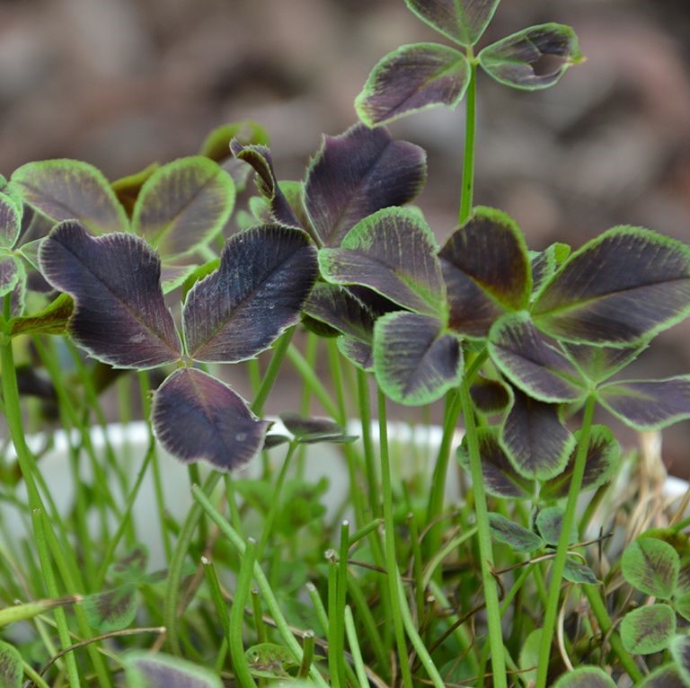 Trifolium Angel Clover 'Onyx' (VR)