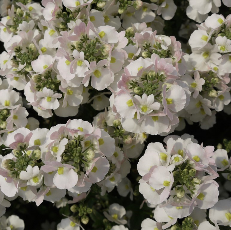 Nemesia Sunpeddle 'White Perfume' (P)