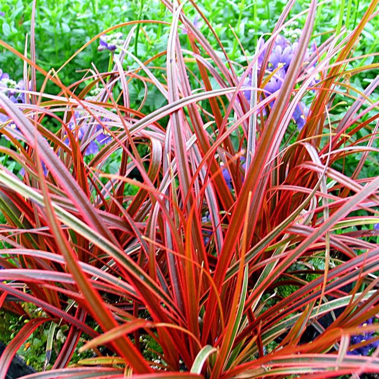 Uncinia rubra 'Everflame' (P)