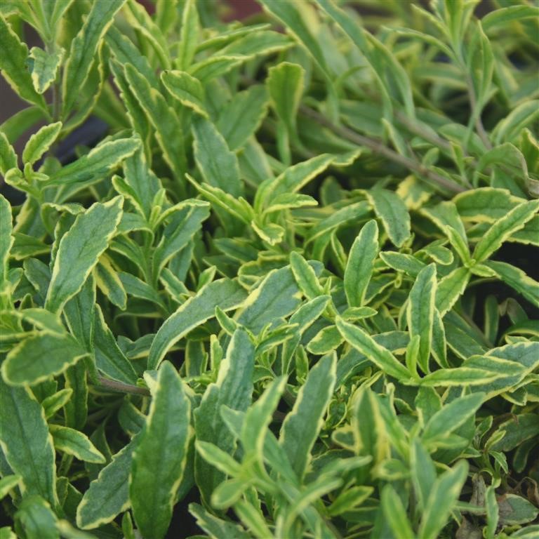 Veronica prostrata 'Goldwell'