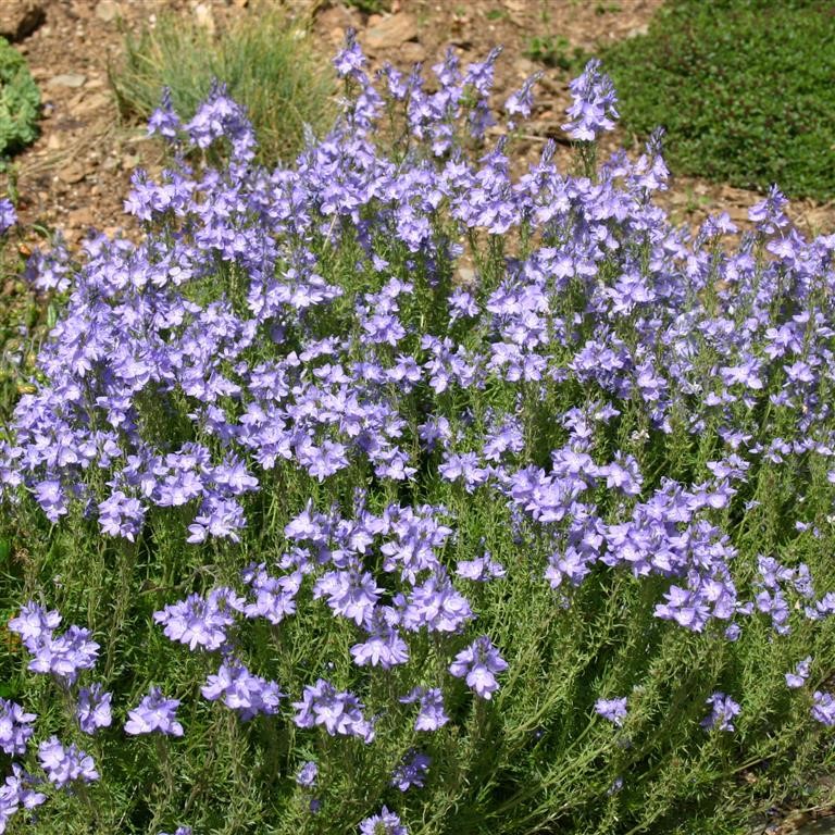 Veronica austriaca 'lonian Skies'