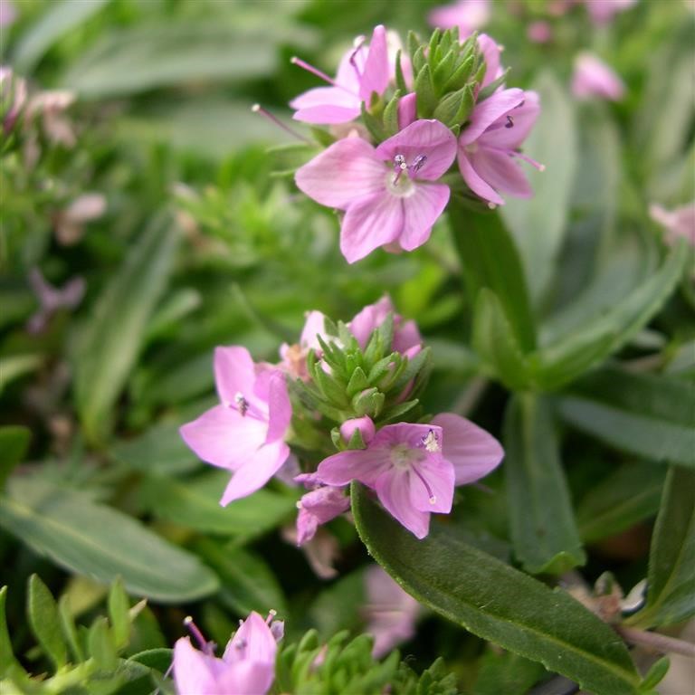 Veronica prostrata 'Lilac Time'