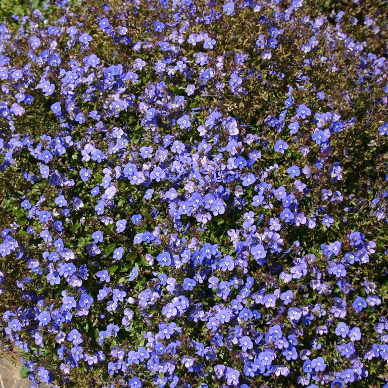 Veronica peduncularis 'Oxford Blue'