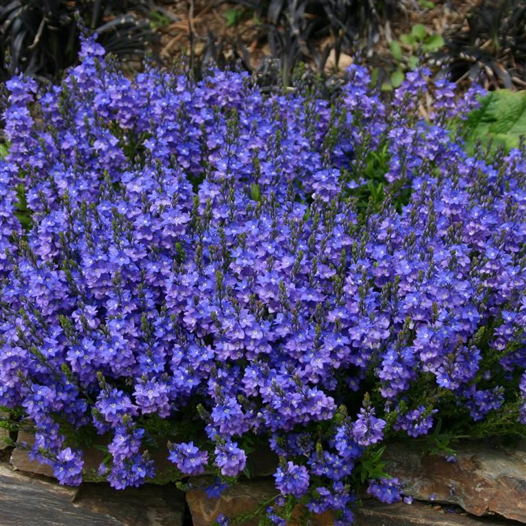 Veronica prostrata