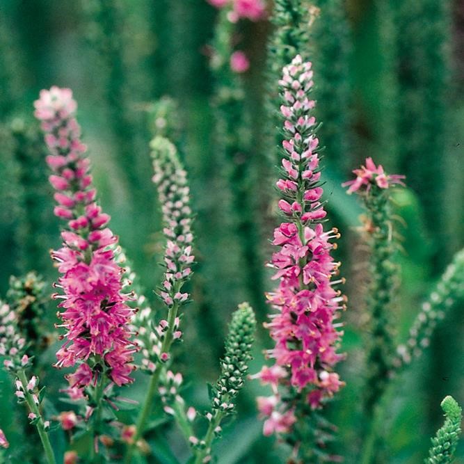 Veronica spicata 'Red Fox'