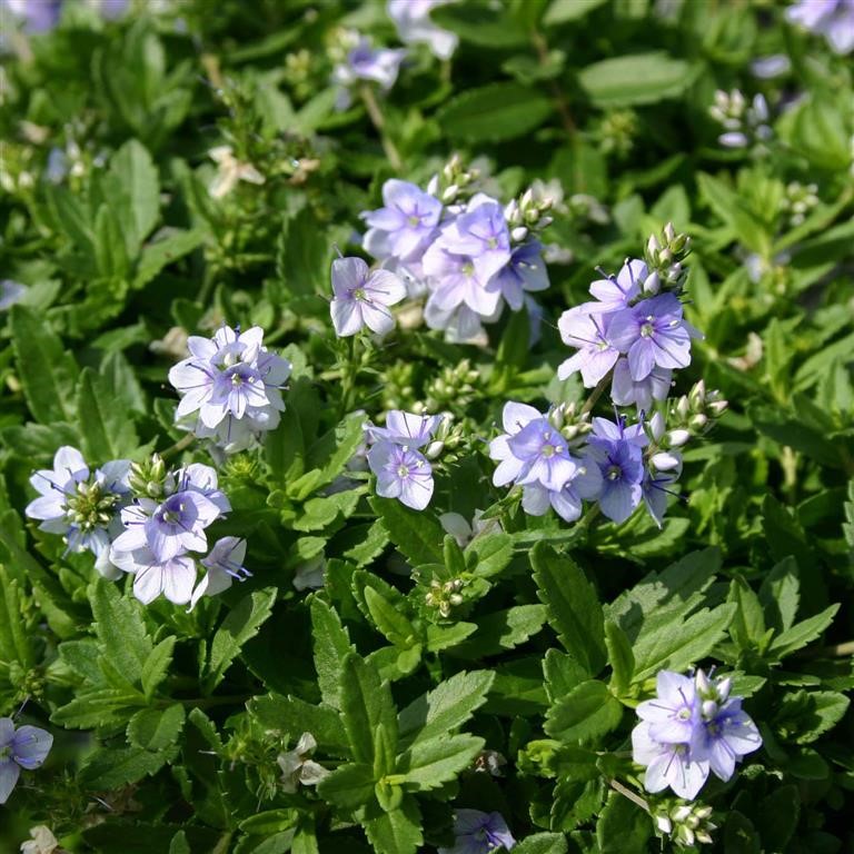 Veronica prostrata 'Spode Blue'