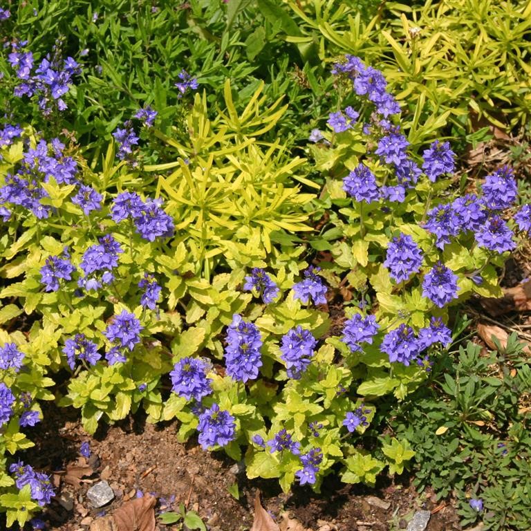 Veronica prostrata 'Trehane'