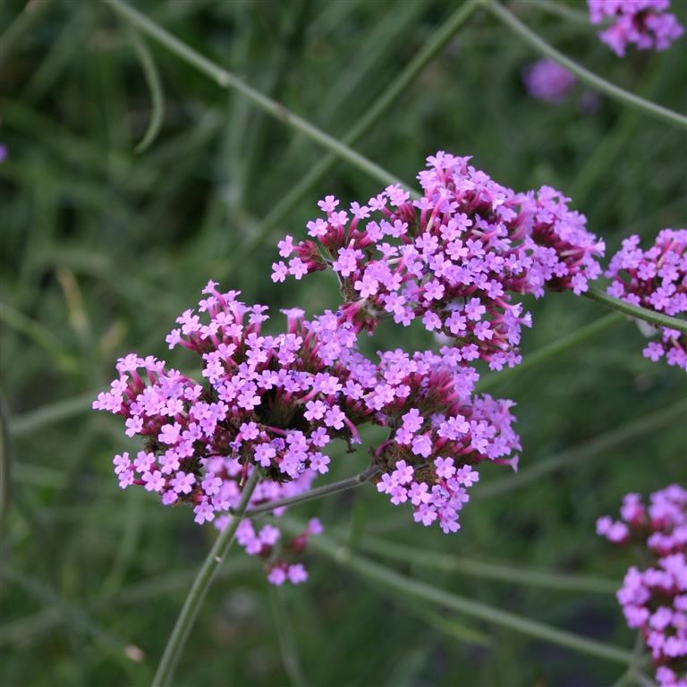 Verbena bonariensis