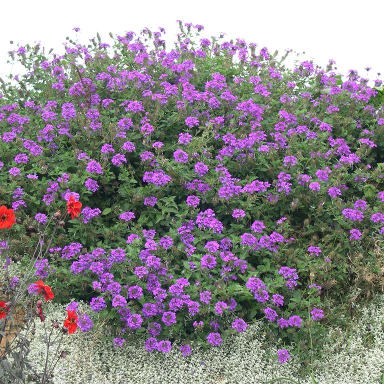 Verbena 'Homestead Purple'