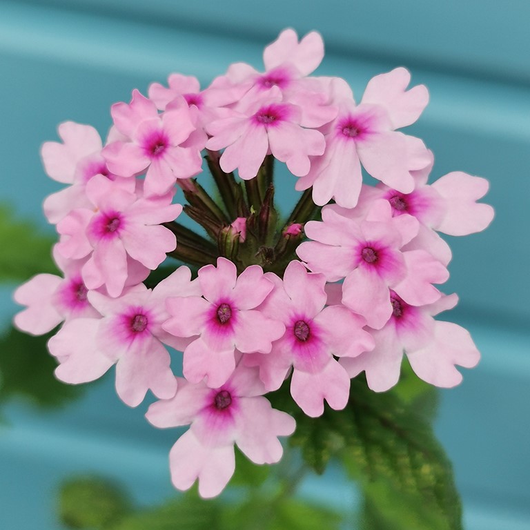 Verbena 'Margarets Memory' (P)