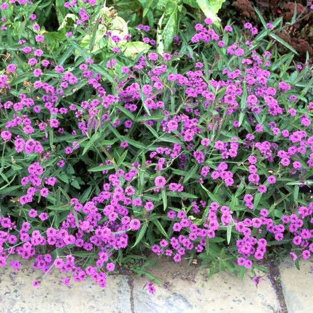 Verbena rigida