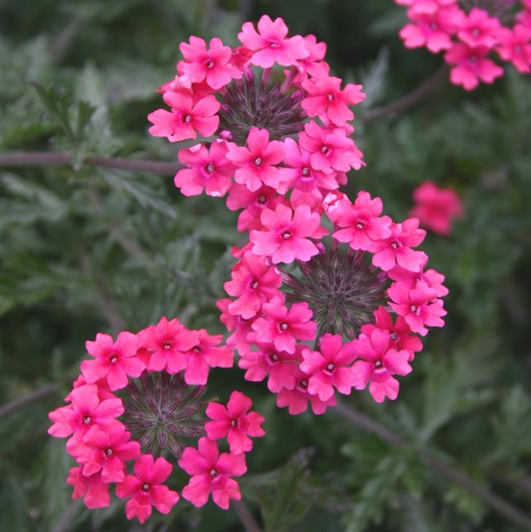 Verbena 'Sissinghurst'