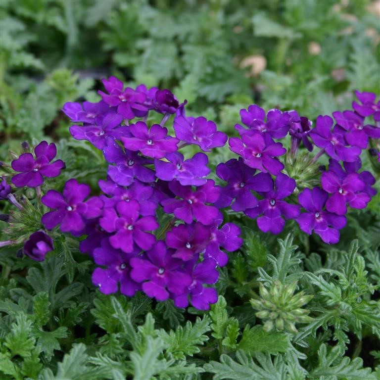 Verbena Vepita 'Blue Violet' (P)