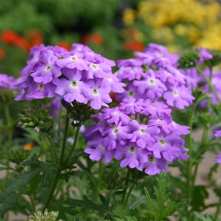 Verbena Vepita 'Lavender' (VR)