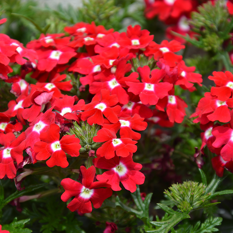Verbena Vepita� 'Red-White' (P)