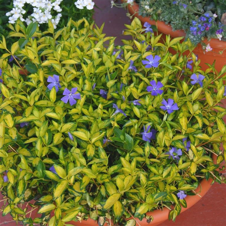 Vinca minor 'Illumination'