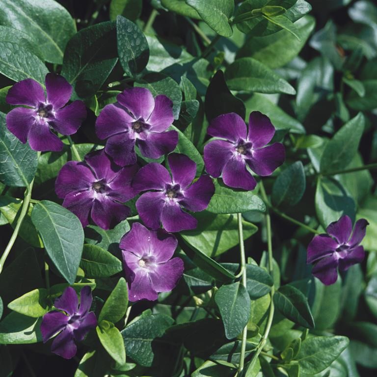 Vinca minor 'Bowles Purple'