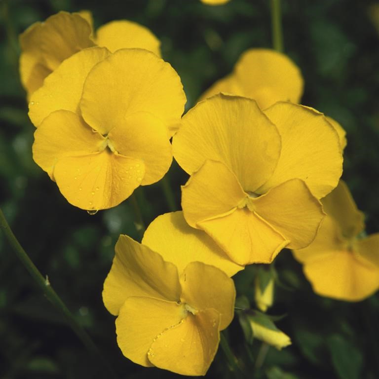 Viola 'Buttercup'