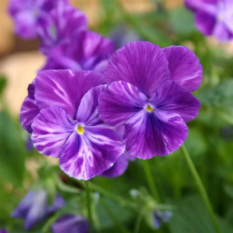 Viola 'Elaine Quin'