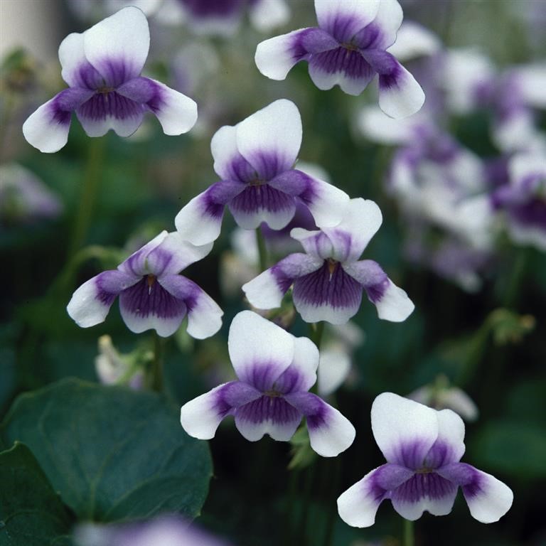 Viola hederacea