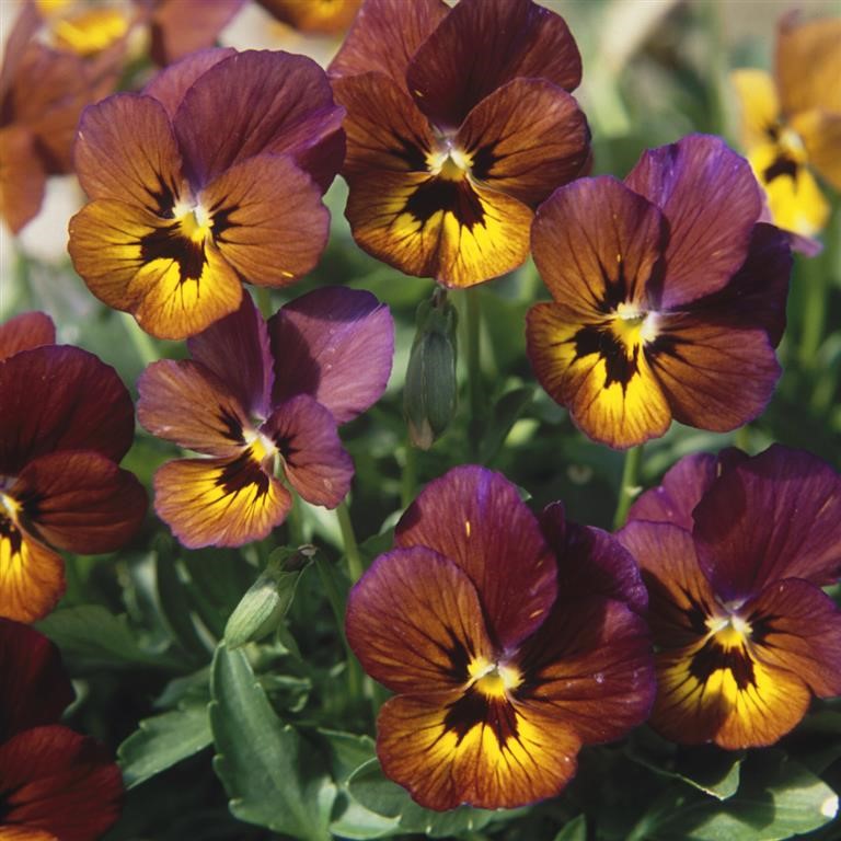 Viola 'Irish Molly'