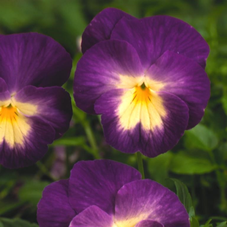 Viola 'Janet'