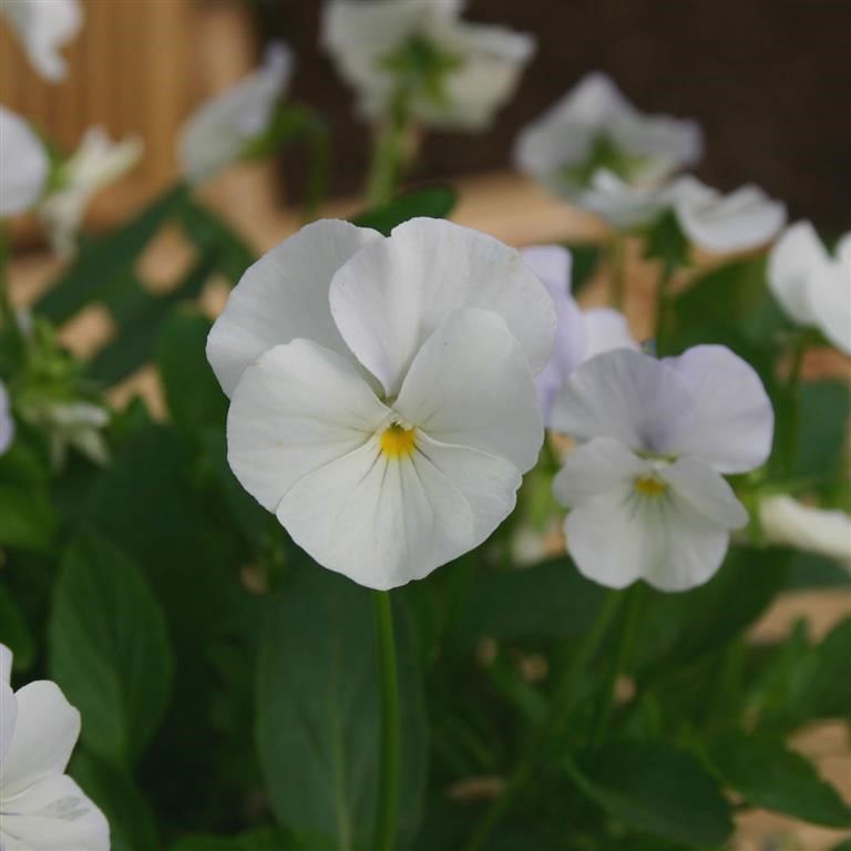 Viola 'Mrs. Lancaster'