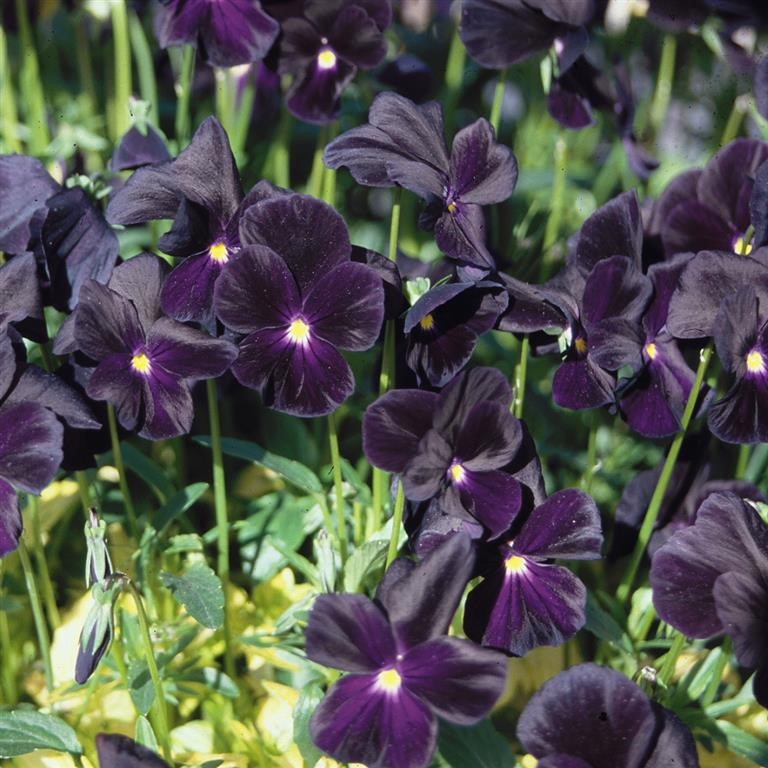 Viola 'Roscastle Black'