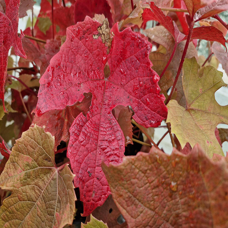 Vitis 'Claret Cloak'