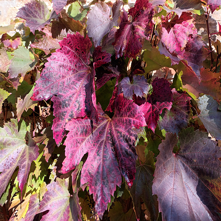 Vitis vinifera 'Spetchley Red'