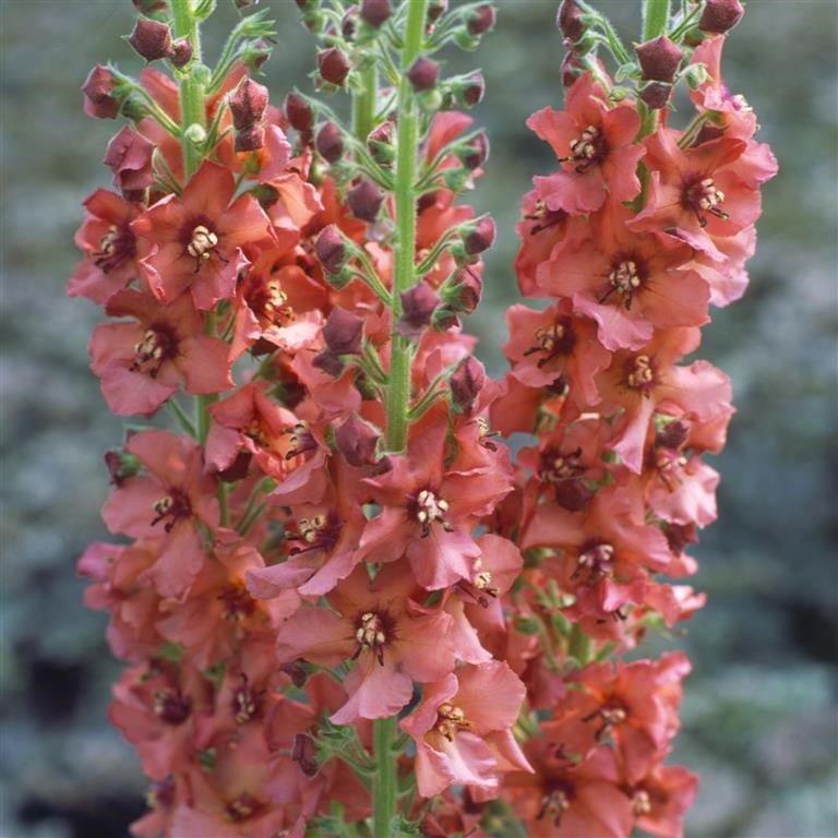 Verbascum 'Caribbean Crush' (VR)