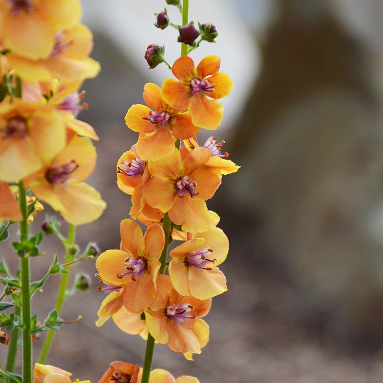 Verbascum 'Clementine'