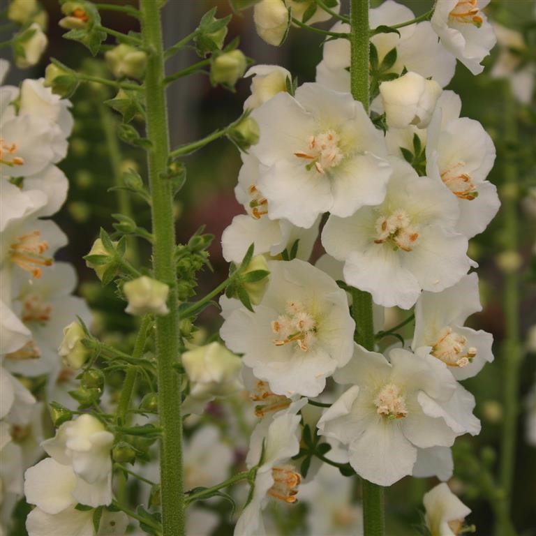 Verbascum phoeniceum 'Flush of White'