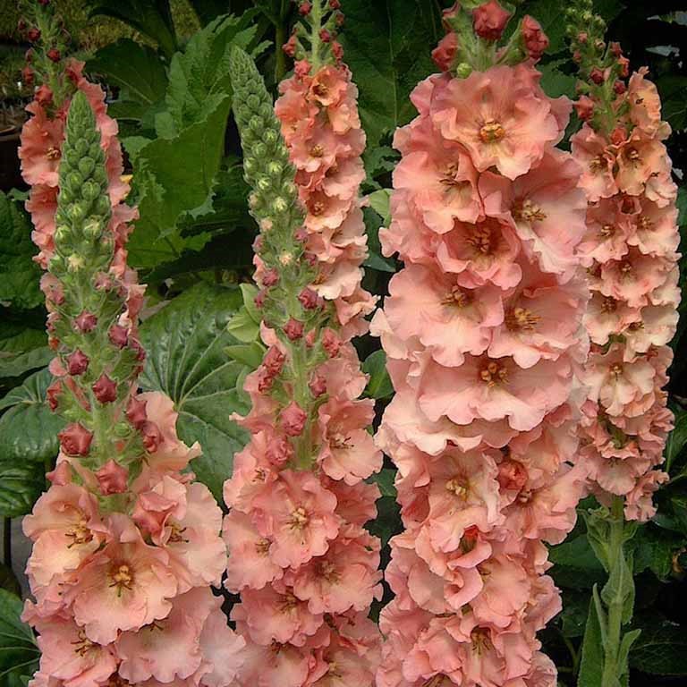 Verbascum 'Pink Petticoats' (VR)