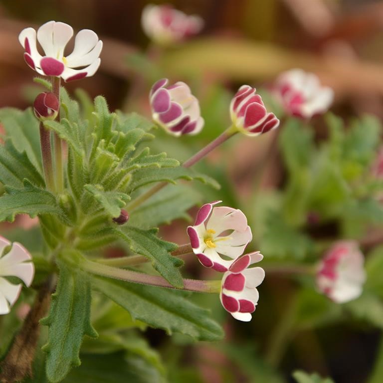 Zaluzianskya ovata 'Star Balsam'