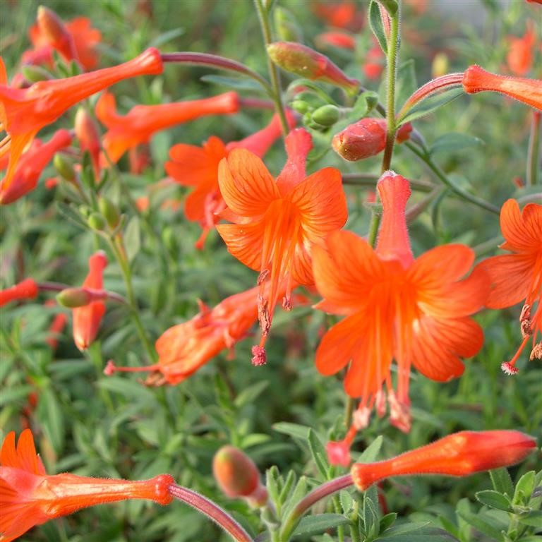 Zauschneria californica 'Glasnevin'