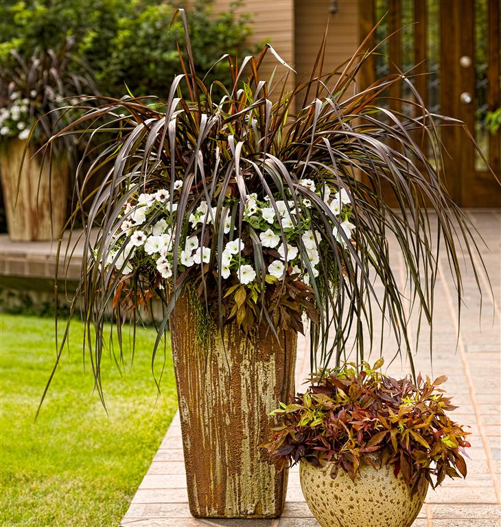 Ornamental Grasses